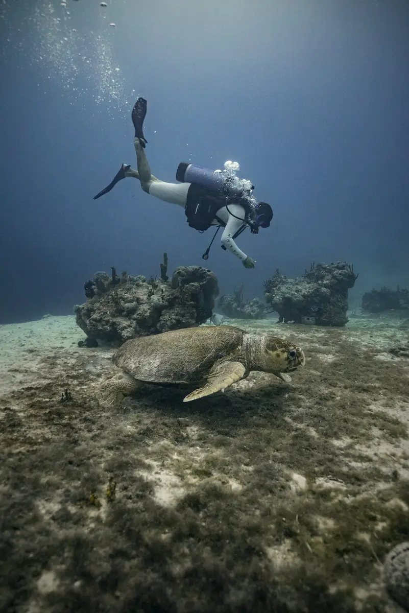 Scuba dive
