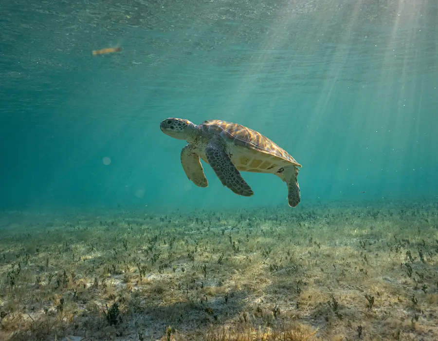 Reef with a turtle